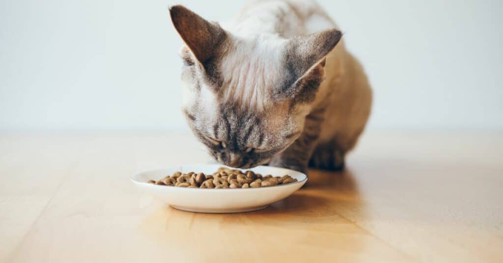 מה זה מזון היפואלרגני לחתולים