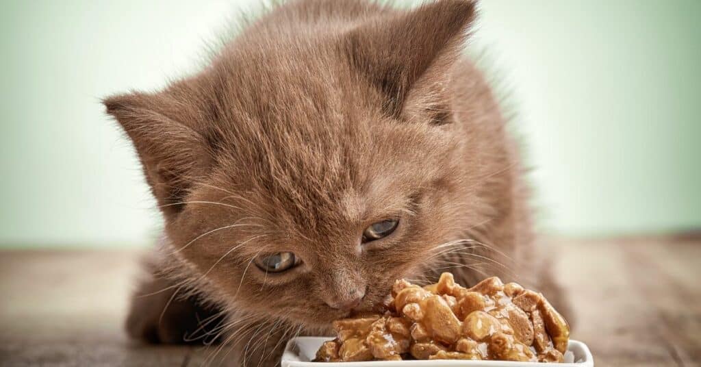 סימנים לכך שלחתול שלך יש אלרגיות למזון
